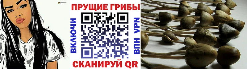 MEGA зеркало  купить закладку  Борисоглебск  Псилоцибиновые грибы мухоморы 